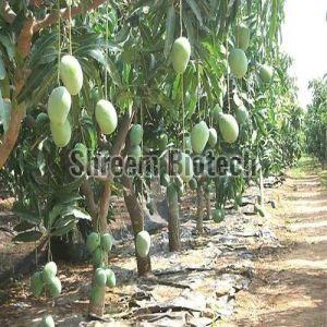 Bombay Green Mango Plant For Plantation