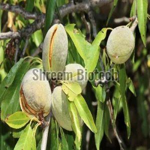 California Almond Plant For Plantation