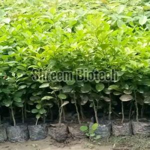 Dwarf Meyer Lemon Plant For Outdoor (plantation)