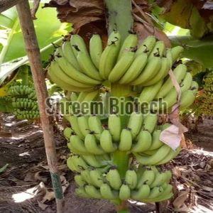 Grand Nain Banana Plant For Outdoor(Plantation)