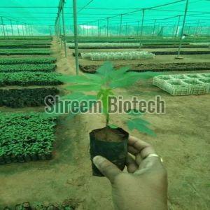 Green Lady Papaya Plant For Outdoor(Plantation)