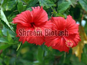 Hibiscus Plant For Outdoor (plantation)