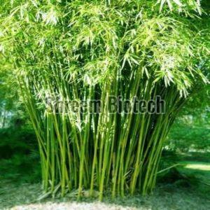 Hybrid Bamboo Plant For Agriculture, Plantation