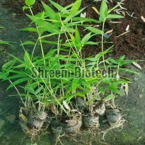 Katanga Bamboo Plant For Agriculture, Plantation