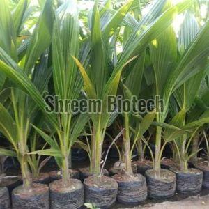 Lakshaganga Coconut Plant For Outdoor (Plantation)