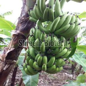 Nendran Banana Plant For Plantation