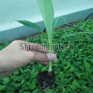 Net Pot Banana Plant For Outdoor(Plantation)