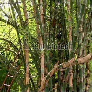 Nutan Bamboo Plant For Plantation