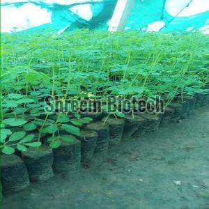 PKM1 Drumstick Plant For Plantation