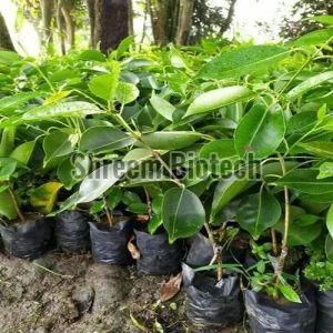 Taiwan Jamun Plant For Outdoor(Plantation)