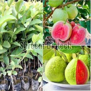 Taiwan Pink Guava Plant For Outdoor( Farming)