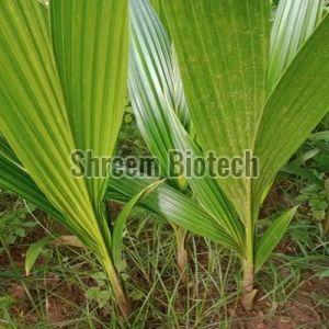 TD Coconut Plant For Outdoor (Plantation)