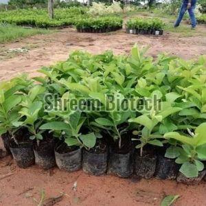 Thai 1 Kg Guava Plant For Outdoor(Plantation)