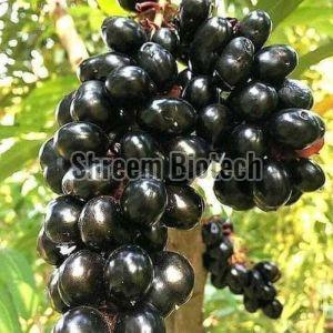 Thai Black Jamun Plant For Outdoor(Plantation)