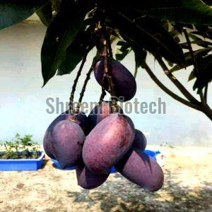 Thai Black Mango Plant For Plantation