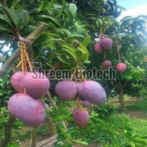 Thai Red Mango Plant For Plantation