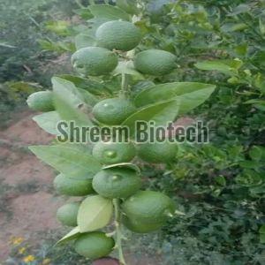 Thai Seedless Lemon Plant