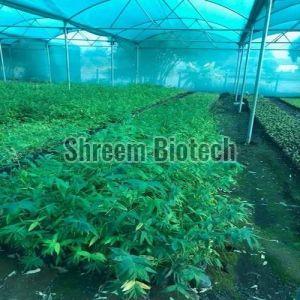 Tissue Culture Bambusa Bamboo Plant For Plantation