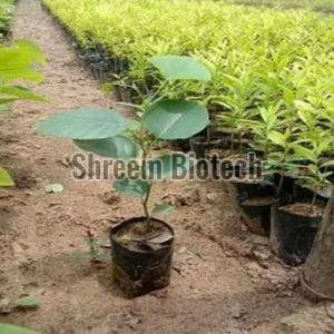 Tissue Culture Red Sandalwood Plant For Plantation