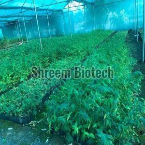 Tissue Culture Tulda Bamboo Plant For Plantation