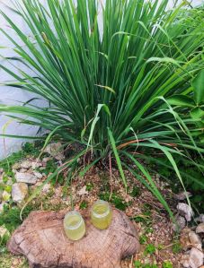 Lemon Grass