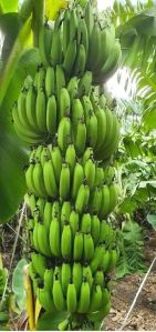 Fresh Banana, Color : Green