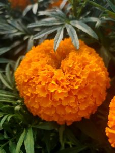 Marigold Seeds Gaea