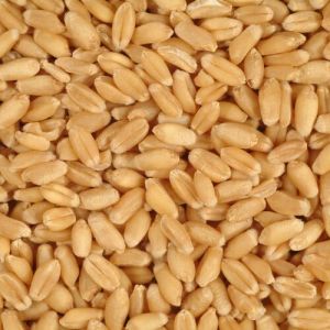 Wheat Seeds