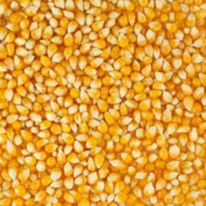 Yellow Maize Seeds For Making Popcorn, Human Food, Cattle Feed