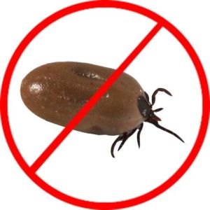 Bed Bug Pest Control Services