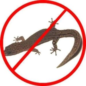 Lizard Pest Control Service