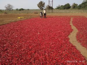 Natural Dry Red Chilli For Spices, Cooking