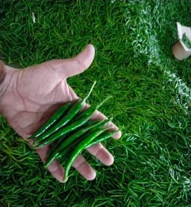 Fresh G4 Green Chilli For Cooking