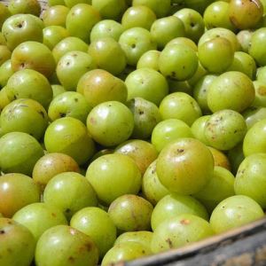 Indian Gooseberry