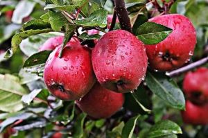 Red Delicious Apple