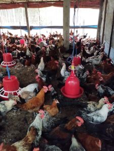 Sonali Ready Birds For Household, Poultry Farming, Restaurant