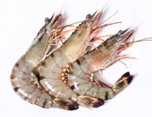 Prawns, Certification : ISO 9001:2008