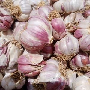 Garlic