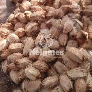 Natural Nelgates Full Husk Coconut For Pooja, Cooking