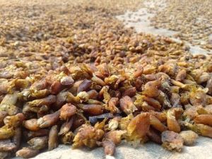 Mahua Flower