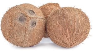 Coconut Fruit