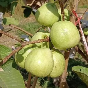 guava fruit plant guava fruit plant