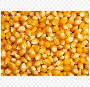 Natural Yellow Corn Maize For Cattle Feeds, Animal Feed, Flour, Cattle Feed, Food Grade Powder, Making Popcorn