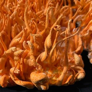 Cordyceps Mushrooms