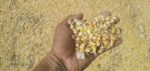 Agriculture Organic Maize Animal Feed, Color : Yellow, Packaging Size : 50 Kg, Packaging Type : Jute Bags