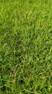 American Blue Lawn Grass, Color : Natural Green For All Garden