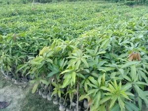 Amrapali Mango Plant, Color : Green