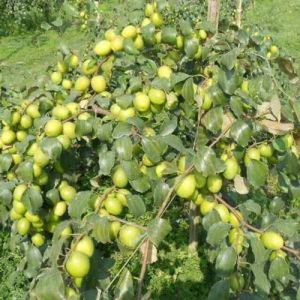 Apple Ber Plants, Color : Red For Fruits