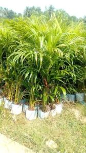 Areca Palm Plant, Color : Green For Garden