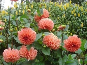 Dahlia Flower Plant